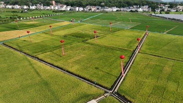 湘东区现代化制种基地，，数智赋能让“赣鄱粮仓”更有底气！