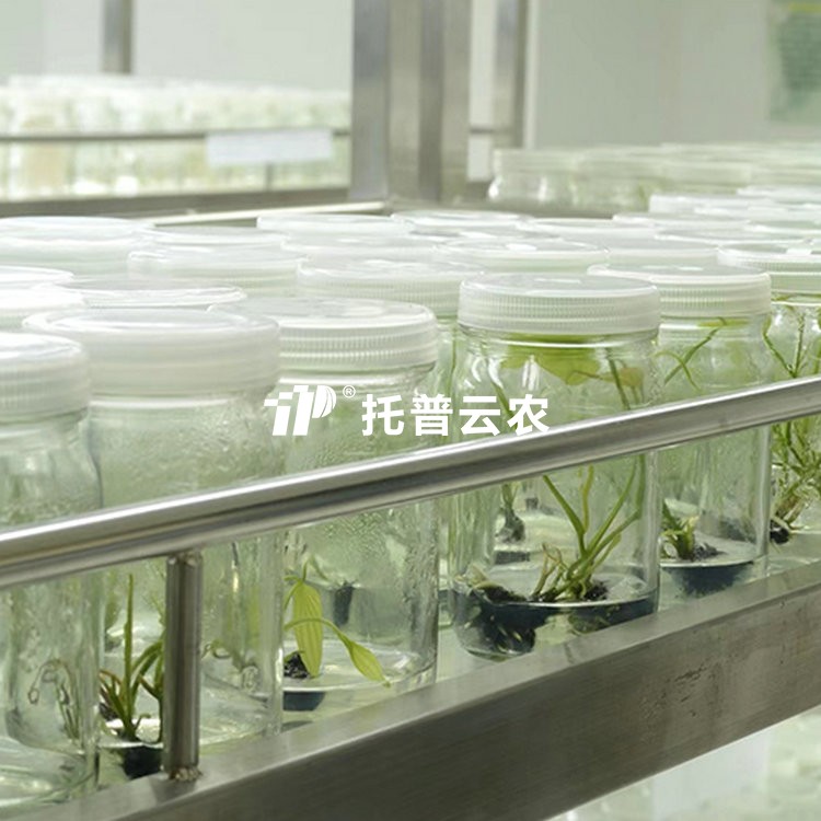 试管苗保留库/