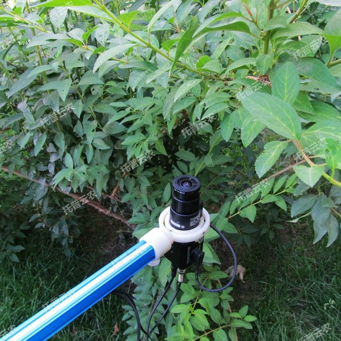 植物冠层TOP-1300.JPG