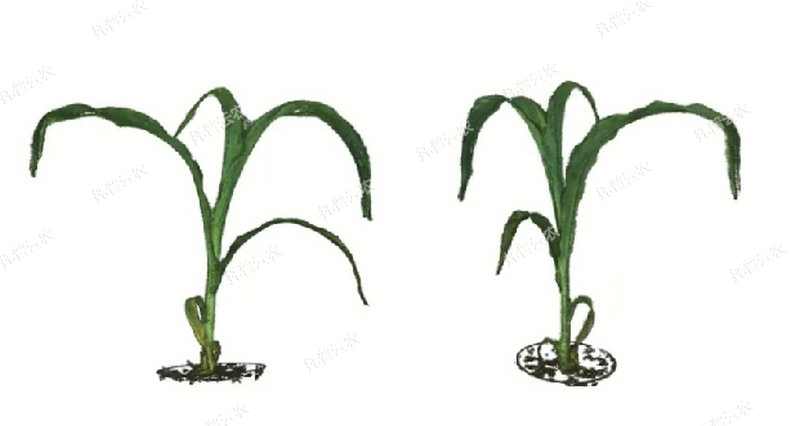 1763627547714376.jpg 逆境仿照及植物成长监测平台-3维.jpg