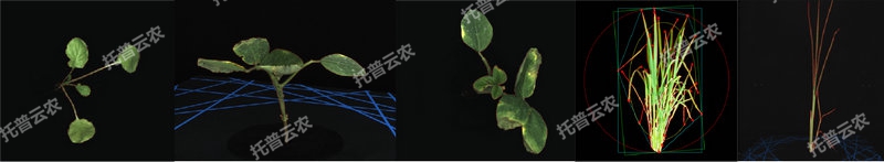 1763627560620519.jpg 逆境仿照及植物成长监测平台-2维.jpg